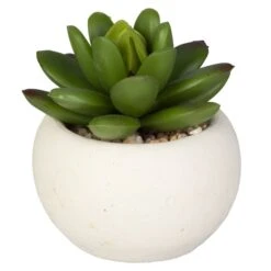 Mini-Sukkulente - 1 Stück