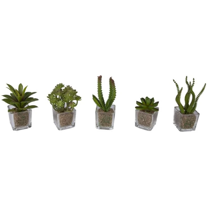 Sukkulente - 12 Cm - 1 Stück - Image 2