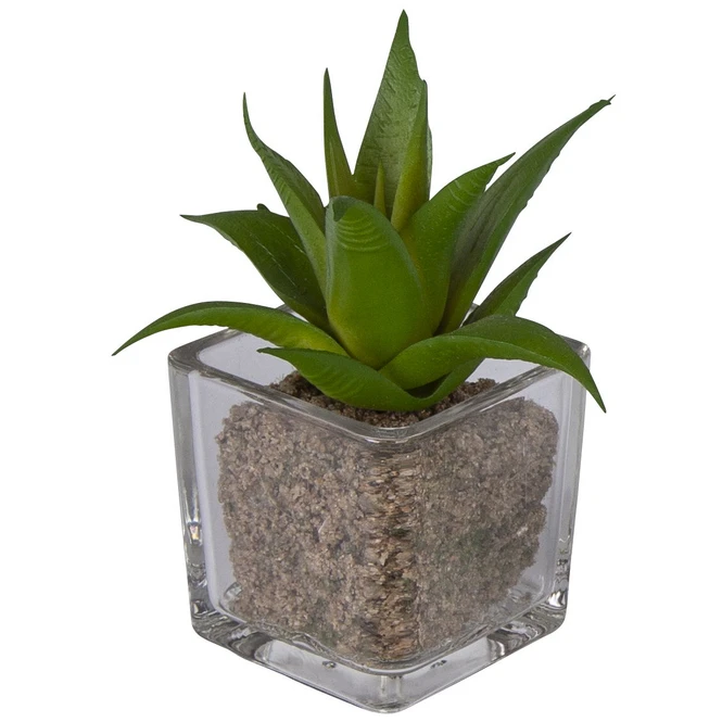 Sukkulente - 12 Cm - 1 Stück - Image 4