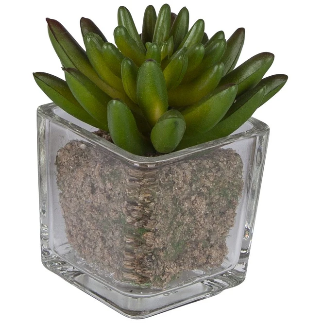 Sukkulente - 12 Cm - 1 Stück - Image 3