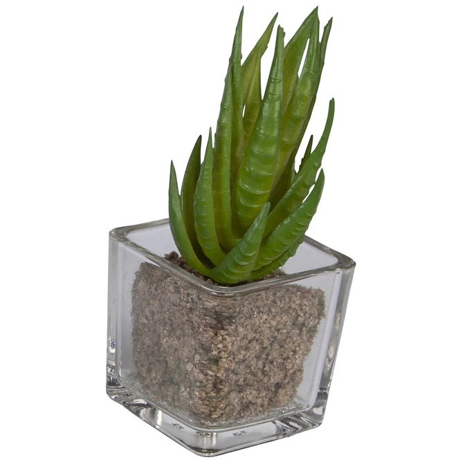 Sukkulente - 12 Cm - 1 Stück - Image 7