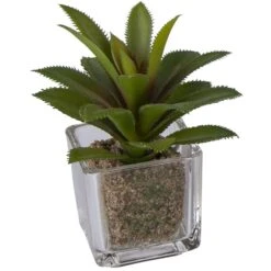 Sukkulente - 12 Cm - 1 Stück