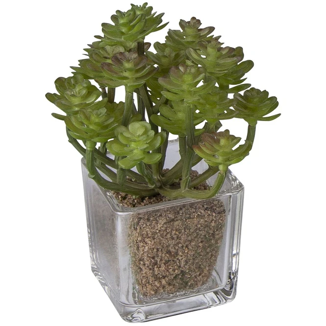 Sukkulente - 12 Cm - 1 Stück - Image 5