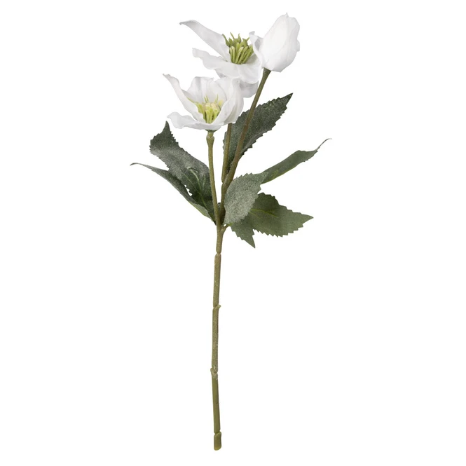 Christrose - Ca. 34 Cm - Image 2
