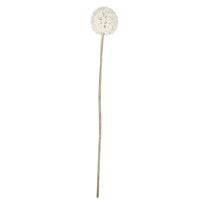 Allium - Ca. 58 Cm - Creme