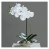Orchidee In Schale - Ca. 32 Cm - Weiß