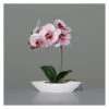 Orchidee In Schale - Ca. 32 Cm - Rosa