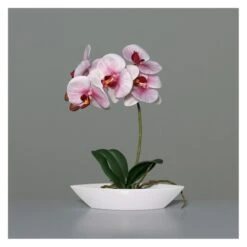 Orchidee In Schale - Ca. 32 Cm - Rosa