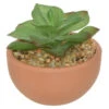 Sukkulente In Topf - Ca. 9 X 9 X 9 Cm - 1 Stück