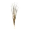 Isolepsis Gras - Ca. 70 Cm - Trocken-Optik