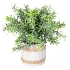 Pflanze - Inkl. Topf - Ca. 9 X 22 Cm