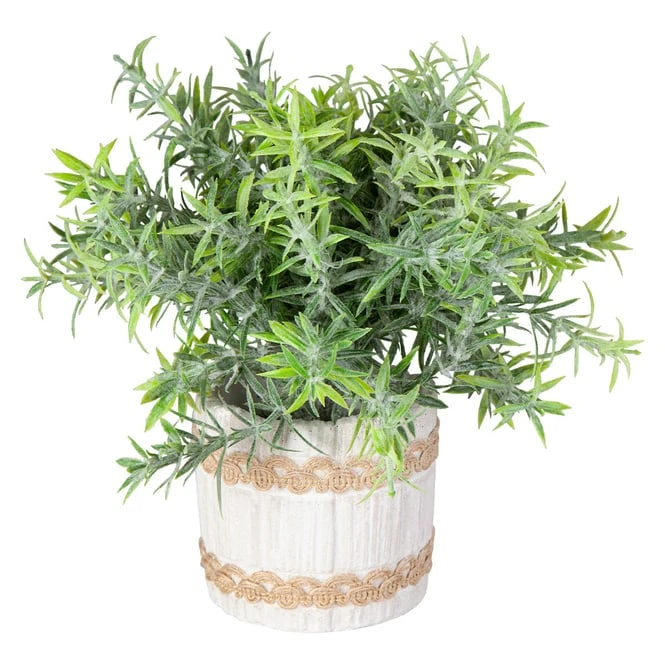 Pflanze - Inkl. Topf - Ca. 9 X 22 Cm