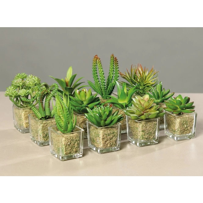 Sukkulente - 12 Cm - 1 Stück - Image 6